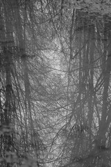 Stille im Wald mit Spiegelung von Bäumen in einem See