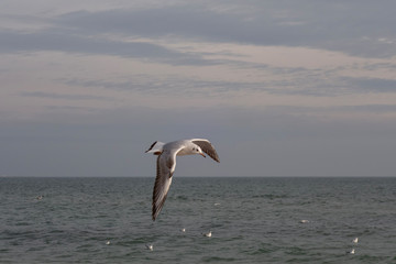 Seagulls and pigeons on the seashore on the beach on a sunny spring day.