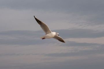 Seagulls and pigeons on the seashore on the beach on a sunny spring day.