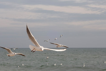 Seagulls and pigeons on the seashore on the beach on a sunny spring day.