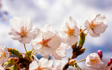 Tender Sakura or cherry tree flowers blossoming springtime sunny day