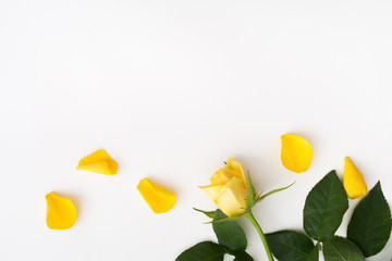 Beautiful yellow rose with green leaves and petals on white background - Powered by Adobe