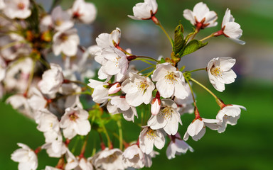 Fototapeta na wymiar Sakura or cherry tree flowers blossom in springtime green background