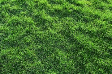 Frisches grünes Grass im Frühling auf einer Rasenfläche