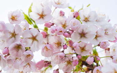 Tender Sakura or cherry tree flowers blossom in springtime