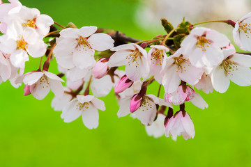 Sakura cherry tree pink flowers blossom in spring green background