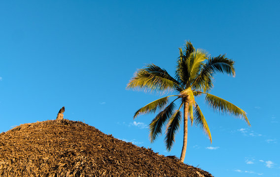 Tropical scene of a pidgeon on top of a palm roof next to a palm tree