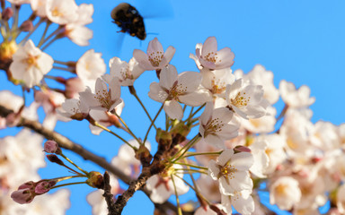 Obraz na płótnie Canvas Bee and Sakura or cherry tree flowers bloom blue sky