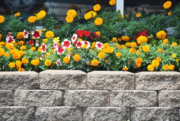 Flowers by Wall