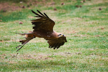 Black Kite in flight (Milvus migrans) Falconry	
