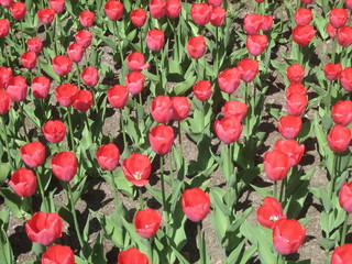 Many red tulips bloom on the flat brown ground.