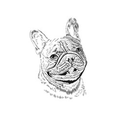 French Bulldog head, hand drawn pet animal sketch. Vector black and white monochrome illustration. Tattoo template.