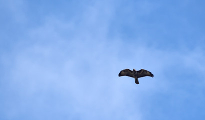 hawk