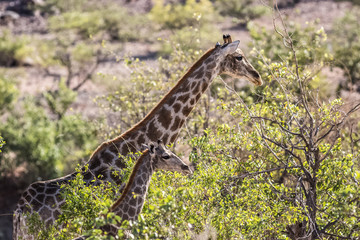 girrafe parent with its child