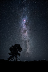 tree under the milky way night sky New Zealand February