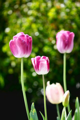 Obraz premium Tulip