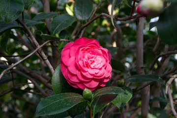 Camellia flower