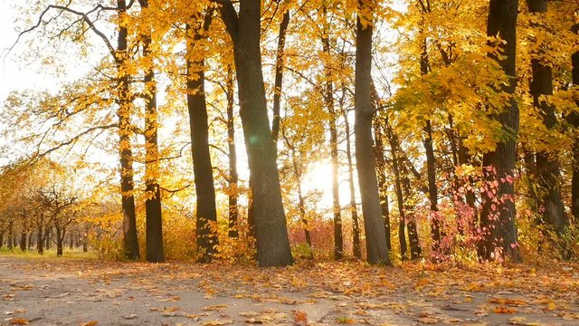 The subjective camera moves through the autumn forest. The bright rays of the sun through the yellow foliage. Slow motion