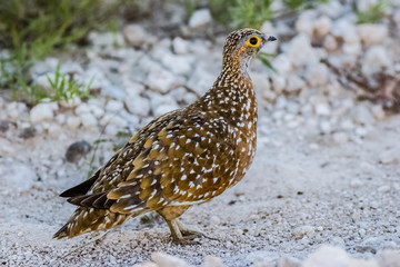 sandgrose portrait in naminia