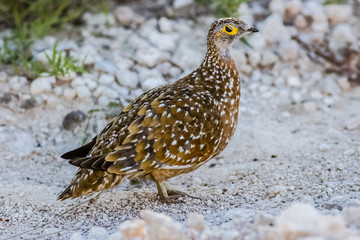 sandgrose portrait in naminia