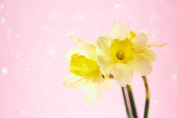 Summer blossoming flowers background, selective focus, shallow DOF, toned, light and heart bokeh background, pastel and soft card