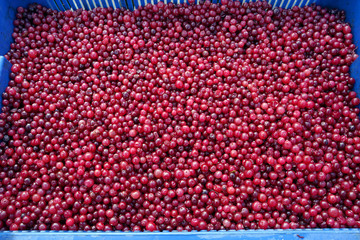 fresh cranberries in a box as a background, texture. healthy eating concept