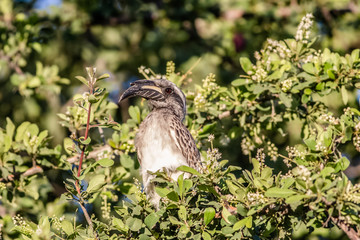portrait of african hornbill bird