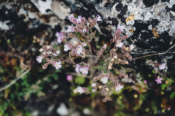 Beautiful background of wild flowers