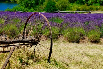 Purple lavender fields on San Juan Island, Washington with a vintage thresher in the foreground.
