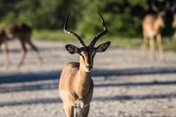 VERY RARE ANTILOPE GAME PORTRAIT