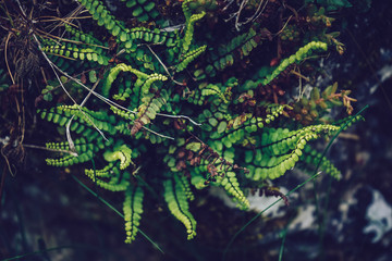 Beautiful shot of wild flowers