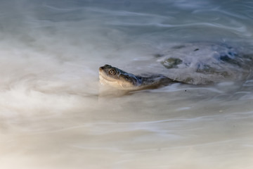 turtles head out of water