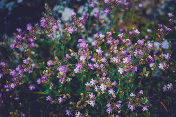 Fototapeta premium Beautiful background of wild flowers
