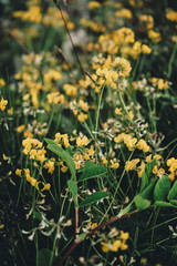 Beautiful background of a field of little yellow flowers