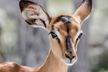 cute baby antilope face portrait