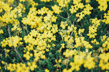 Beautiful background of a field of little yellow flowers