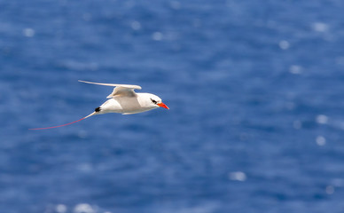 Red-tailed tropicbird in flight off Kilauea Point NWR, Kauai, Hawaii