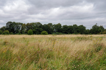 Fototapeta premium typical field on cluody day in england uk