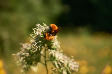 Bombus dahlbomii