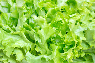 Hydroponic green oak lettuce background.