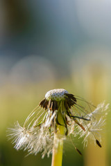 Close up view of Dandelion after being swept away by the wind