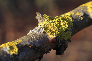 Flechten auf einem Ast