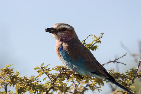 Lilac-breasted roller on tree portrait