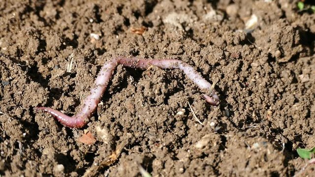 organic earthworm, earthworm, live earthworm,