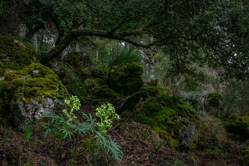 Closed forest landscape with light reaching low to the ground