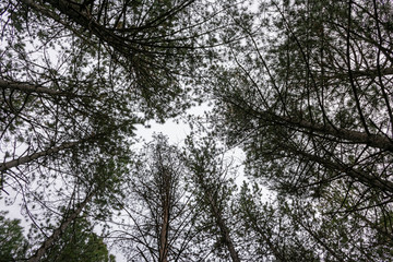 Tree tops seen from below creating a geometric figure