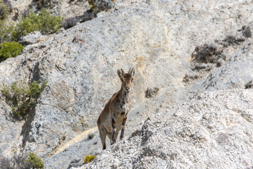 Mountain goat by Dolomite mountain in Sierra Nevada