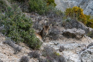 Mountain goat by Dolomite mountain in Sierra Nevada