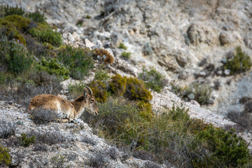 Mountain goat by Dolomite mountain in Sierra Nevada