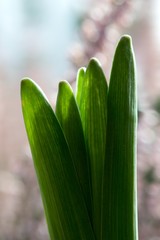 green plant in the garden